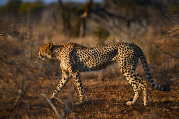 A cheetah roaming the grasslands during sunset, central Kruger National Park, South Africa
