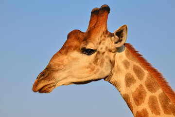 A profile of a male giraffe in the woodlands of southern Kruger National Park, South Africa
