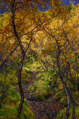 A hike through the enchanting woods on the way to the top of Mount Valahnúkur, Thórsmörk National Park, Iceland