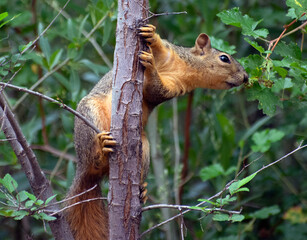 A squirrel hangs on a tree branch.