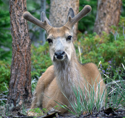 Naklejka na ściany i meble A mule deer lays in the forest.