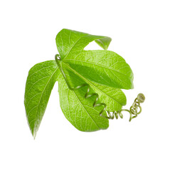 Passiflora leaf isolated on white. Passion fruit plant