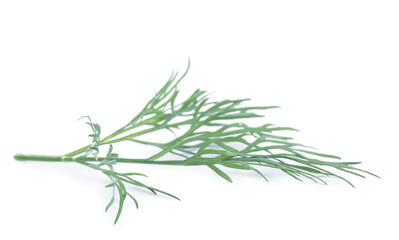 Sprig of fresh dill on white background