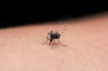 The microscopic insect world under the lens, mosquitoes