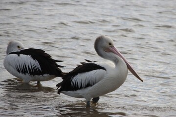 Fototapeta na wymiar Australian Pelican (Pelecanus conspicillatus), Sawtells Inlet, Tooradin, Victoria, Australia.