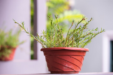 flowers plant in a pot