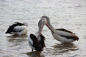 Australian Pelican (Pelecanus conspicillatus), Sawtells Inlet, Tooradin, Victoria, Australia.