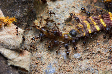 The microscopic insect world under the lens, ants