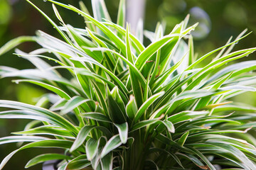 Obraz premium close up of a green plant