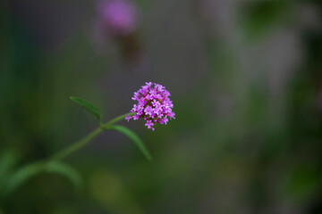 close up of a flower
