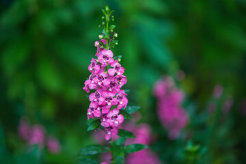 close up of a flower