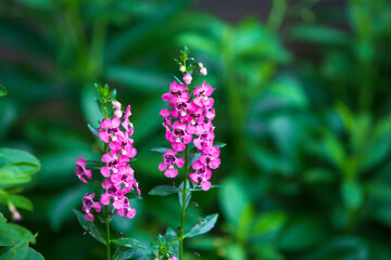 close up of a flower