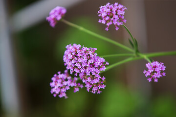 close up of a flower
