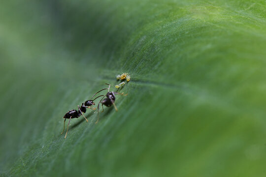 The microscopic insect world under the lens, ants