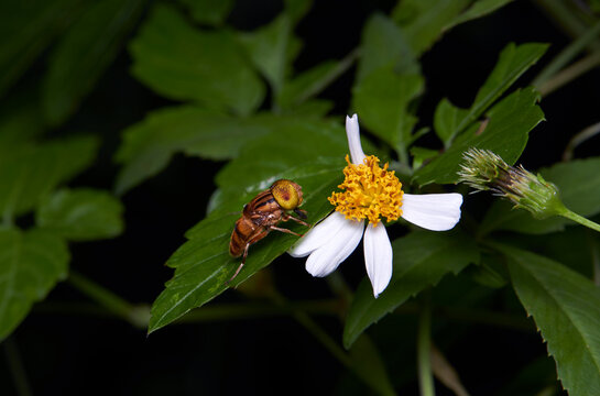 The microscopic insect world under the lens, bee
