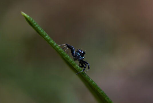 The microscopic insect world through the lens, spider
