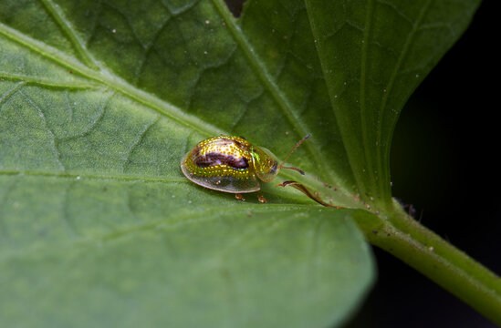 The microscopic insect world under the lens, the beetle