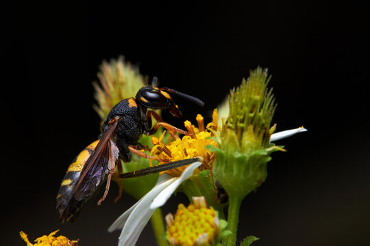 The microscopic insect world under the lens, bee