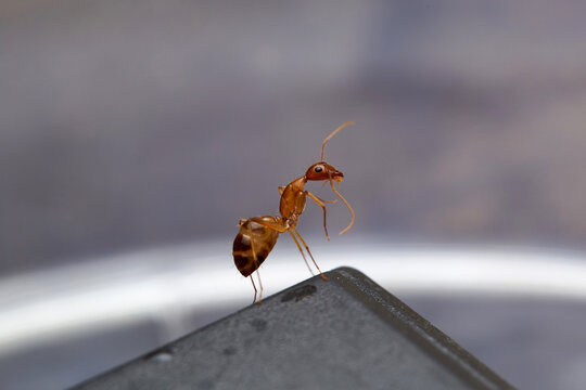 The microscopic insect world under the lens, ants