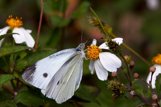 The microscopic insect world under the lens, butterfly