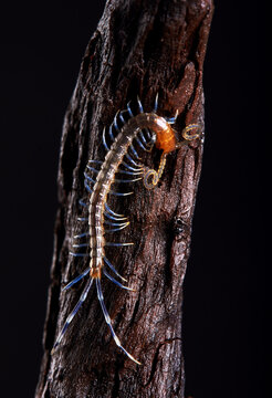The microscopic insect world under the lens, centipede