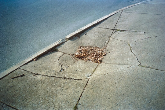 Heavy pile of leaves - Powered by Adobe