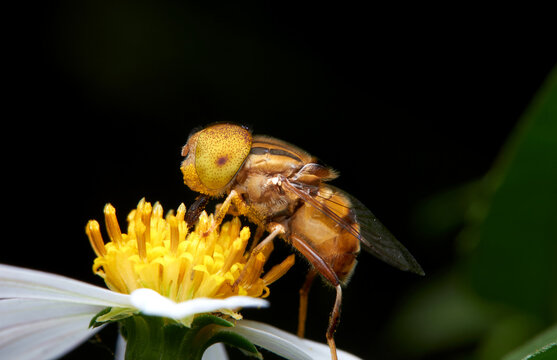 The microscopic insect world under the lens, bee