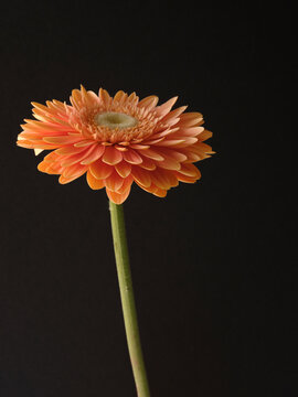 orange dalia flower 