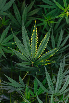 Marijuana Plant