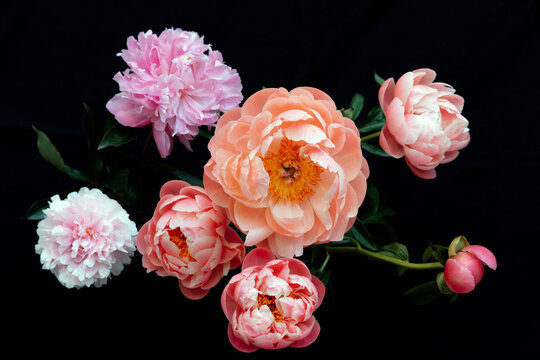 plump peonies