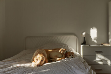Dogs Resting In Darkened Room 