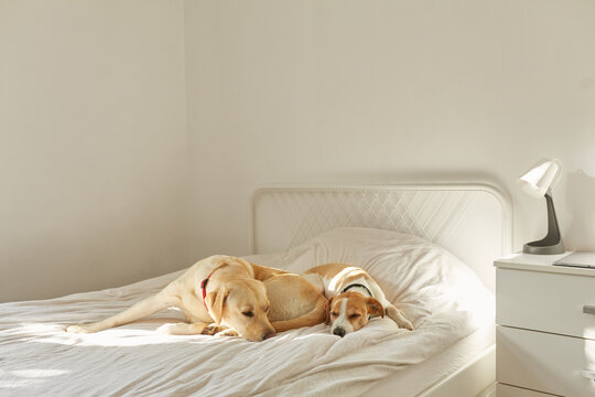Sleepy Dogs On The Bed 