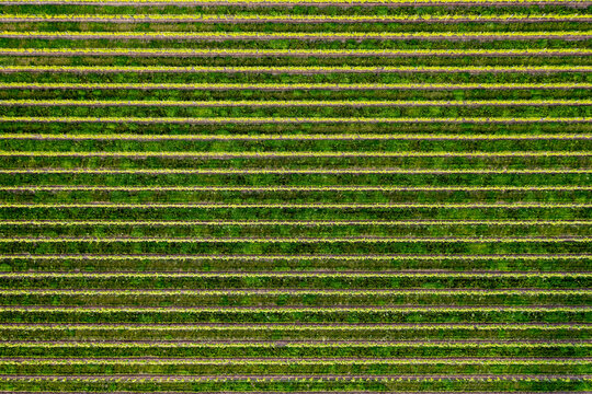 Drone view of a vineyard - Powered by Adobe