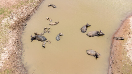 Group of Water buffalo masses in wetland. Buffalos are relaxing in mud during summer time