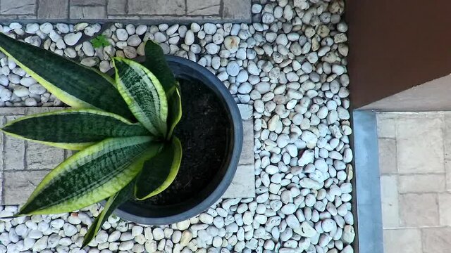 Top down trucking shot of tropical green plant on black vase, tile floor and white decorative stone