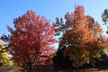 Autumn colours in the historic gold mining town of Beechworth, north-east Victoria, Australia.