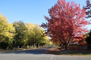 Autumn colours in the historic gold mining town of Beechworth, north-east Victoria, Australia.