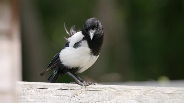 Magpie, Bird, Stood Watching - SLOWMO