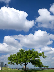 Obraz premium 初夏の青空と草原