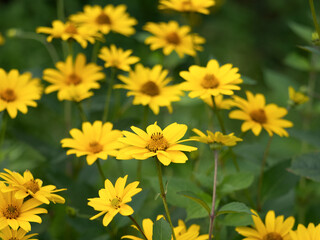 キクイモモドキ