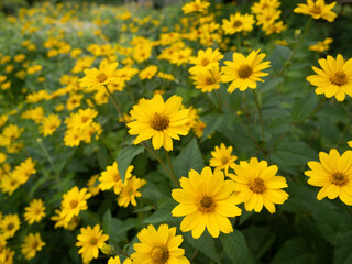 キクイモモドキ