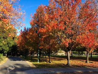 Bay Area, Menlo Park, California, autumn in the park, Silicon Valley, neighborhood, southern San...