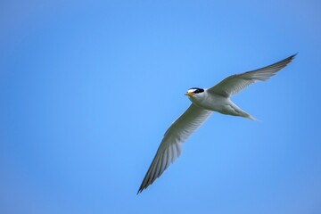 青空バックに餌を探して悠然と飛ぶ繁殖期のコアジサシ