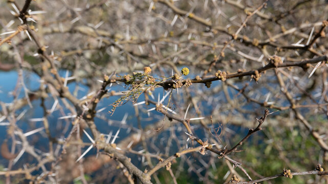 Primeros frutos y hojas de un espinillo en invierno 