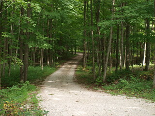 Road in the woods