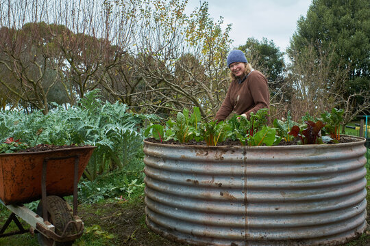 Happy gardener next to raised garden bed of silverbeet