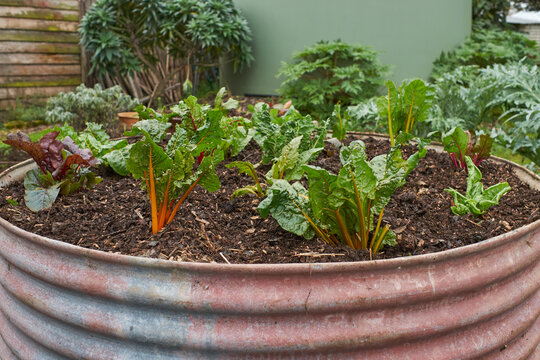 Raised garden bed with silverbeet plants