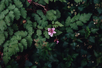 A little pink flower