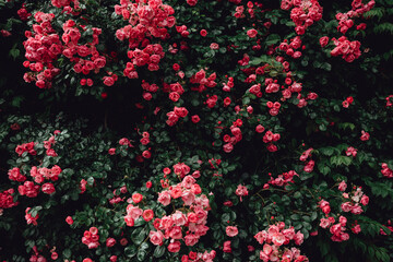 Pink rose vine background
