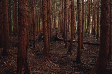 A fallen tree in the woods